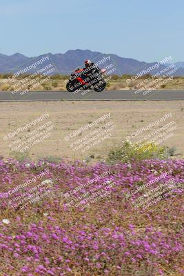 media/Mar-12-2023-SoCal Trackdays (Sun) [[d4c8249724]]/Turn 15 Inside Bloom (130pm)/